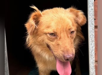 ♥MANOLO♥ neu auf Pflegestelle bei Köln - süßer, knuffiger, aufgeweckter Junghund 44 cm