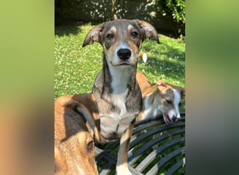 ♥HAZEL♥ auf Pflegestelle bei Köln - süße, verspielte, sanfte kleine Maus 45 cm (wachsend)