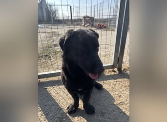 ⭐️COSTEL⭐️, lieber Charakter-Kopf, Rüde, 3,5 Jahre, 42 cm, Mischling, Tierschutz Rumänien