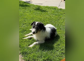 ♥FLORENCE♥ neu auf Pflegestelle in Köln - bezaubernde, anfangs noch vorsichtige Hündin 47 cm