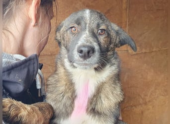 ♥CLARA♥ niedliche, verspielte Junghündin, die aktuell zu dünn ist - mittelgroß