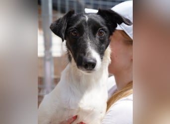 Hundemarkt: Hunde online finden - edogs.de