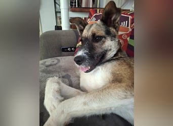 OLIVIA, Traumhündin, 2 Jahre, 50 cm, Pflegestelle 53773, Tierschutz Rumänien
