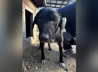 ♥ELENA♥ wunderschöne, aufgeweckte, unkomplizierte Traumhündin 50 cm