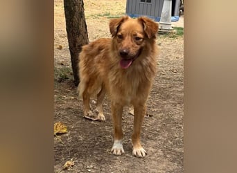 ♥MANOLO♥ neu auf Pflegestelle bei Köln - süßer, knuffiger, aufgeweckter Junghund 44 cm