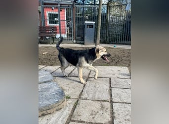 ♥DINA♥ auf Pflegestelle bei Köln-hübsches, liebes, verspieltes Welpenmädchen 42cm