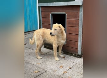 ♥BARNY♥ auf Pflegestelle bei Köln - zuckersüßer, anfangs noch vorsichtiger, verspielter Bub 44 cm