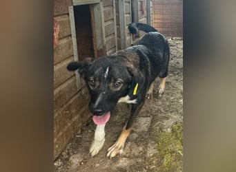 ♥HEIKO♥ zarter, ganz verschmuster und menschenbezogener Jungrüde 49 cm