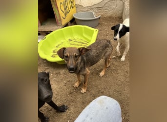 ⭐TREFF⭐, liebevoller Welpe, Rüde, 10 Monate, 47 cm, Mischling, Tierschutz Rumänien