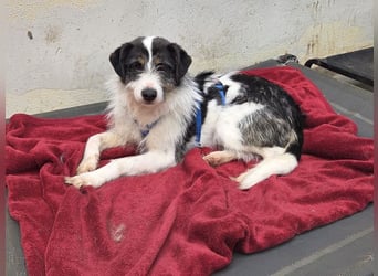 ♥FLORENCE♥ neu auf Pflegestelle in Köln - bezaubernde, anfangs noch vorsichtige Hündin 47 cm