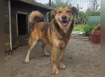 ♥CODY♥ bildhübscher, ganz verschmuster und lieber Rüde, der so die Nähe von Menschen sucht 48cm