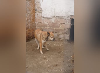 ⭐️KODA⭐️, vorsichtiger Rüde, 4,5 Jahre, 45 cm, Mischling, Tierschutz Rumänien