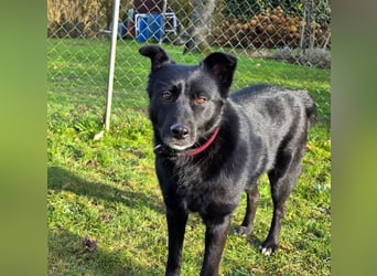 ♥KINDRA♥ neu auf Pflegestelle bei Köln - süße, verschmuste und unkomplizierte Hündin 50 cm