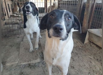 ♥SIMON♥ sehr menschenbezogener, hübscher Junghund, der als Familienhund geeignet ist 45 cm