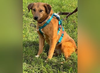 ♥BECKY♥ auf Pflegestelle in Köln - zuckersüße, hübsche, noch vorsichtige Hündin 45cm