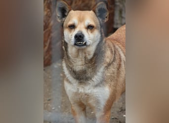 ⭐️KODA⭐️, vorsichtiger Rüde, 4,5 Jahre, 45 cm, Mischling, Tierschutz Rumänien