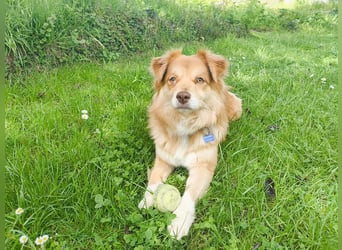♥BENNY♥ auf Pflegestelle bei Köln - süßer, ganz menschenbezogener Rüde 42cm