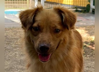 ♥MANOLO♥ neu auf Pflegestelle bei Köln - süßer, knuffiger, aufgeweckter Junghund 44 cm