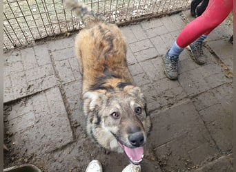 ♥ALISON♥ bezaubernde, verschmuste Junghündin voller Lebensfreude 49 cm