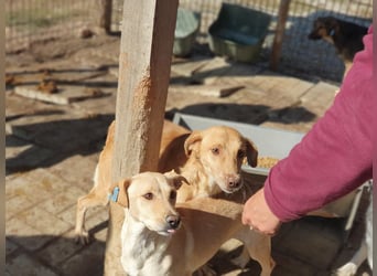 ♥SANTOS♥ anhänglicher, fröhlicher, aktiver, ganz toller Rüde 44 cm