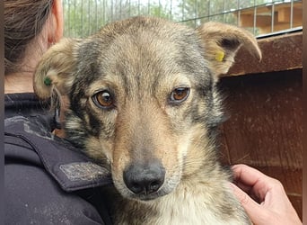 ♥LUMI♥ süßer, ganz lieber Rüde, der im Tierheim sehr viel Angst hat 47 cm