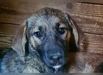 ♥MARIOLA♥ zuckersüße, liebe, noch etwas unsichere Hündin 46 cm