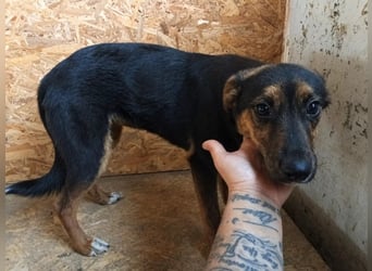 ⭐NARCISA⭐, sanfte Junghündin, 9 Monate, 42 cm, Mischling, Tierschutz Rumänien