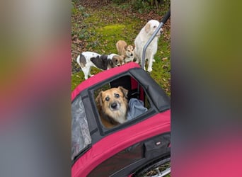 ♥DIDRIK♥ auf Pflegestelle bei Köln - süßer, lieber, dankbarer, blinder Purzel 45 cm