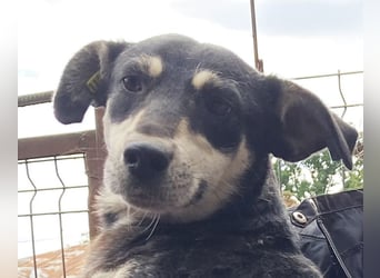 ♥RONI♥ sanfte,hübsche, liebe,anfangs noch schüchterne Hündin,die sicher schnell Vertrauen fasst 47cm