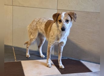 ♥LUZ♥ neu auf Pflegestelle bei Köln - süße, wunderschöne, noch zurückhaltende Junghündin 41 cm