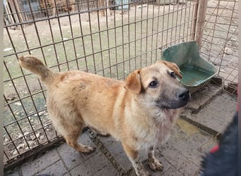 ♥ALESSIA♥ zuckersüße, ganz liebe Junghündin, die viel zu geben hat und kaum etwas erwartet 47 cm