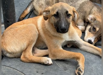 ♥HAGRID♥ neu auf Pflegestelle bei Köln - wunderschöner, verspielter Welpe 45 cm (wachsend)