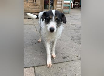 ♥FLORENCE♥ neu auf Pflegestelle in Köln - bezaubernde, anfangs noch vorsichtige Hündin 47 cm