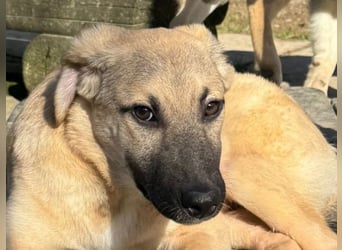 ♥DIDI♥ auf Pflegestelle bei Köln - bezaubernder, verspielter Welpenjunge 44cm - wird mittelgroß