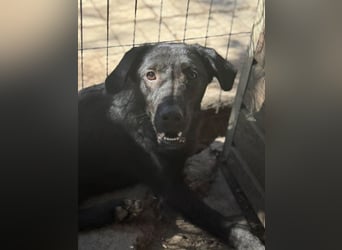 ♥JAMIE♥ ab 27. Jun auf Pflegestelle bei Köln - fröhlicher, aufgeschlossener echter Herzenshund 50cm