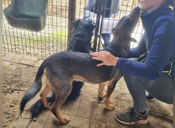 ♥GAROU♥ wunderschöner rotbraun-schwarzer, anhänglicher Rüde mit unglaublicher Lebensfreude 50 cm