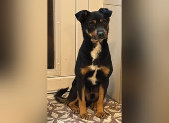 ♥OLIVER♥ auf Pflegestelle bei Köln - süßer, unkomplizierter Rüde - eine wahre Seele von Hund 42 cm