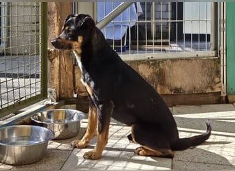 ♥OLIVER♥ auf Pflegestelle bei Köln - süßer, unkomplizierter Rüde - eine wahre Seele von Hund 42 cm