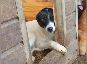 ♥BRAN♥ wunderschöner, ganz lieber, anfangs noch zurückhaltender Junghund 48 cm