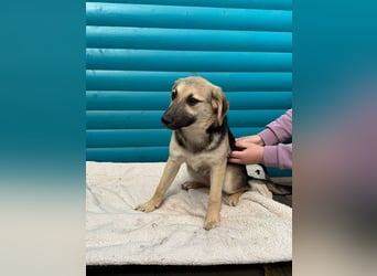 ♥DINA♥ auf Pflegestelle bei Köln-hübsches, liebes, verspieltes Welpenmädchen 42cm