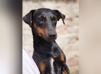 ⭐PITTI⭐, superliebe Hobbyjägerin, 1,5 Jahre, 42 cm, Mischling, Tierschutz Rumänien