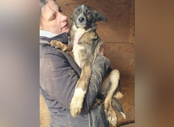 ♥CLARA♥ niedliche, verspielte Junghündin, die aktuell zu dünn ist - mittelgroß