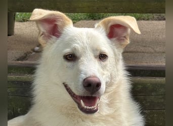 ♥BLANCO♥ auf Pflegestelle bei Köln - sportlicher, zarter, ganz lieber und sensibler Rüde 48cm