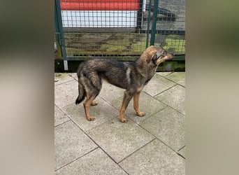 ♥FEE♥ auf Pflegestelle bei Köln - hübsche, ruhige, eher zurückhaltende, unkomplizierte Juniorin 49cm