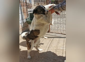 ♥SALLY♥ bildhübsche, ausgesprochene temperamentvolle und ganz menschenbezogene Hündin 46 cm
