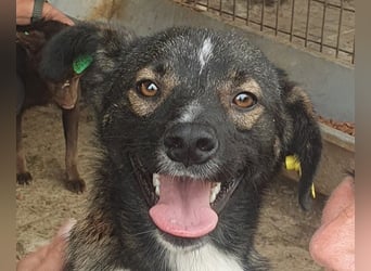 ♥HEIKO♥ zarter, ganz verschmuster und menschenbezogener Jungrüde 49 cm