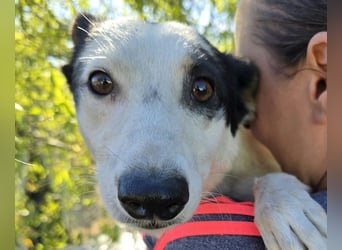 ♥MONI♥ ab 9. Okt auf Pflegestelle bei Köln - hübsche, ganz zutrauliche und liebe Hündin 43cm