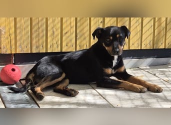 ♥OLIVER♥ auf Pflegestelle bei Köln - süßer, unkomplizierter Rüde - eine wahre Seele von Hund 42 cm