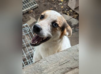 ⭐PICCOLO⭐, Rüde, 1,5 Jahre, 45 cm, Mischling, Tierschutz Rumänien