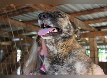 ♥JOELINA♥ super liebe, verschmuste hübsche gestromte Hündin 49 cm